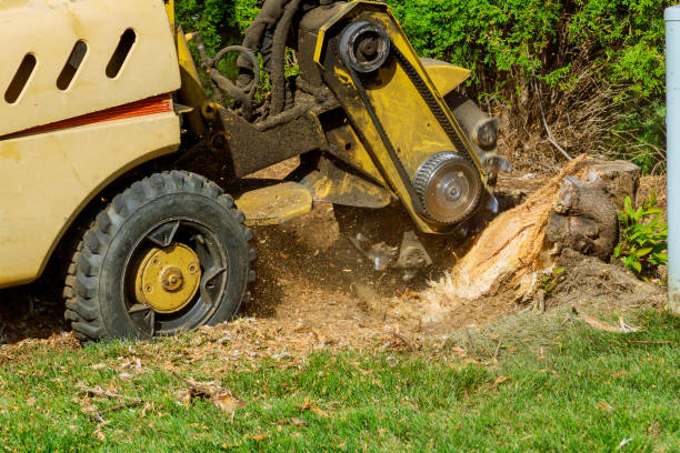 Professional Tree Services in Olathe, KS